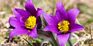 Ойрын өдрүүдэд нутгийн хойд хэсгээр хур тунадас орж, салхитай, сэрүүхэн байна